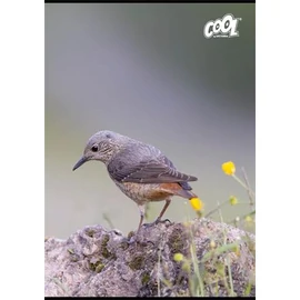 Füzet, tűzött, A4, vonalas, 80 lap, COOL BY VICTORIA "Birds"