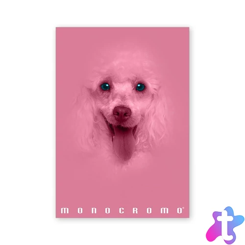 Pigna Monocromo Pink A4 38 lap, tűzött, vonalas füzet