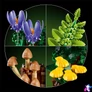 Kép 1/7 - LEGO® Botanicals Erdei gombák 11505