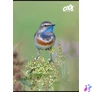 Kép 2/2 - Füzet, tűzött, A4, kockás, 32 lap, COOL BY VICTORIA "Little Birds", "87-32"