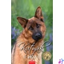 Kép 1/5 - Naptár, fali, CSG "Kutyák"