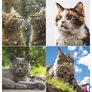 Kép 3/5 - Naptár, fali, TOPTIMER, "Cicák"