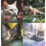 Kép 5/5 - Naptár, fali, TOPTIMER, "Cicák"