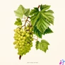 Kép 9/15 - Falinaptár képes lemeznaptár 300x300mm, Herbarium Realsystem 2027.