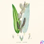 Kép 5/15 - Falinaptár képes lemeznaptár 300x300mm, Herbarium Realsystem 2027.