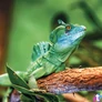 Kép 8/15 - Falinaptár képes lemeznaptár 300x300mm, Lizards Realsystem 2027.