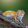 Kép 9/15 - Falinaptár képes lemeznaptár 300x300mm, Lizards Realsystem 2027.