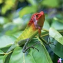 Kép 10/15 - Falinaptár képes lemeznaptár 300x300mm, Lizards Realsystem 2027.