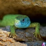Kép 2/15 - Falinaptár képes lemeznaptár 300x300mm, Lizards Realsystem 2027.