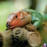 Kép 4/15 - Falinaptár képes lemeznaptár 300x300mm, Lizards Realsystem 2027.