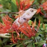 Kép 5/15 - Falinaptár képes lemeznaptár 300x300mm, Lizards Realsystem 2027.