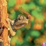 Kép 6/15 - Falinaptár képes lemeznaptár 300x300mm, Lizards Realsystem 2027.