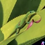 Kép 7/15 - Falinaptár képes lemeznaptár 300x300mm, Lizards Realsystem 2027.