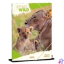 Kép 1/2 - Ars Una Icons of the Wild-Lions 25 (5504) A4 gumis mappa