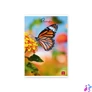 Kép 6/8 - Pigna Butterflies A4 42 lap, tűzött, vonalas füzet